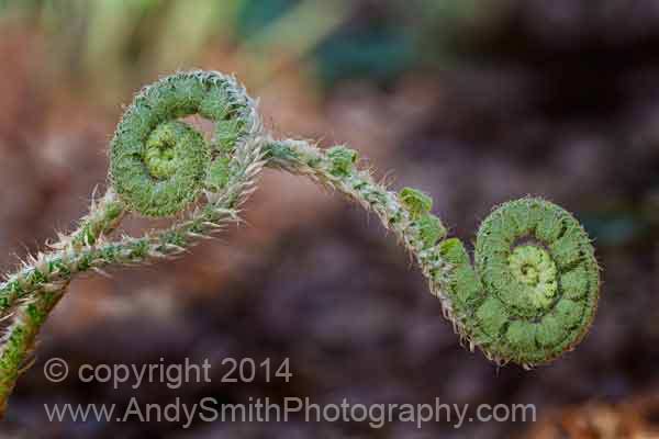 Fern Fiddleheads